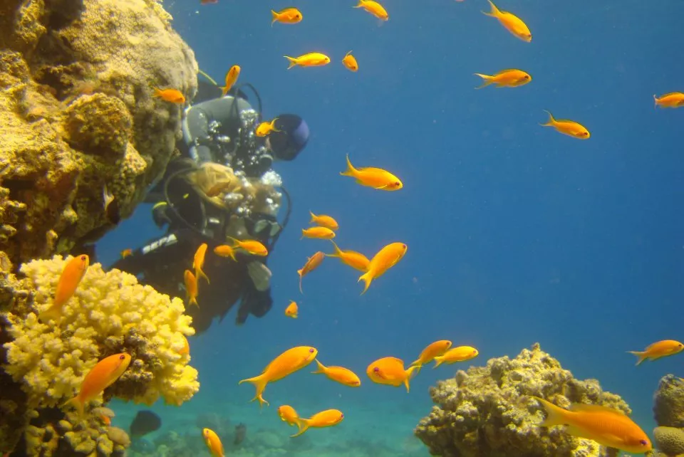 Snorkeler floating above the vibrant reef at Coral Beach Nature Reserve in Eilat