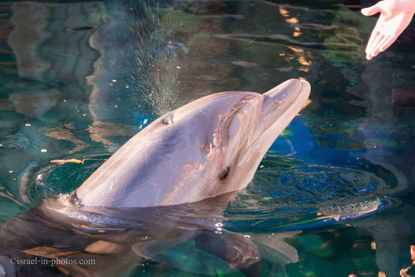 Simple map sketch showing Dolphin Reef south of Eilat
